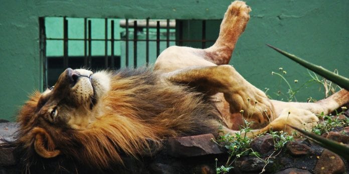 Bosque Zoo Fábio Barreto