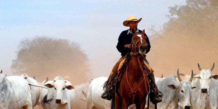 SIMPÓSIO DE SAÚDE ANIMAL