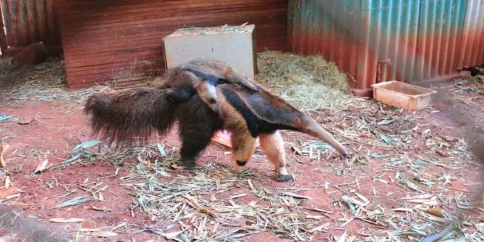 Bosque Fábio Barreto