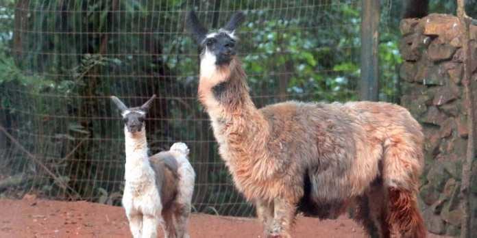 Filhote de Lhama é novidade no Bosque/Zoo de Ribeirão Preto