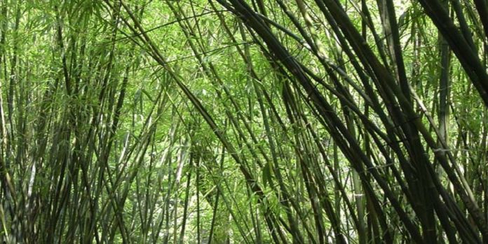 bambu - verde - arvore - natureza_