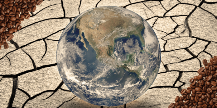 Falta de chuvas ameaça a produção de café na Alta Mogiana