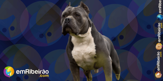 prt - Mulher morre em ataque brutal de pitbull em Ribeirão Preto, um dia antes de seu aniversário