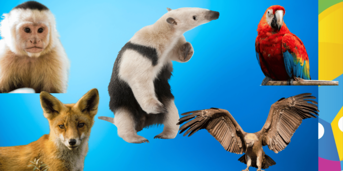 bosque zoo 32 animais serão devolvidos à natureza pelo Cetras Morro do São Bento